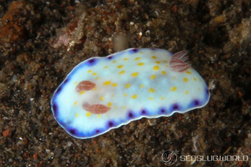 コモンウミウシ Goniobranchus aureopurpureus