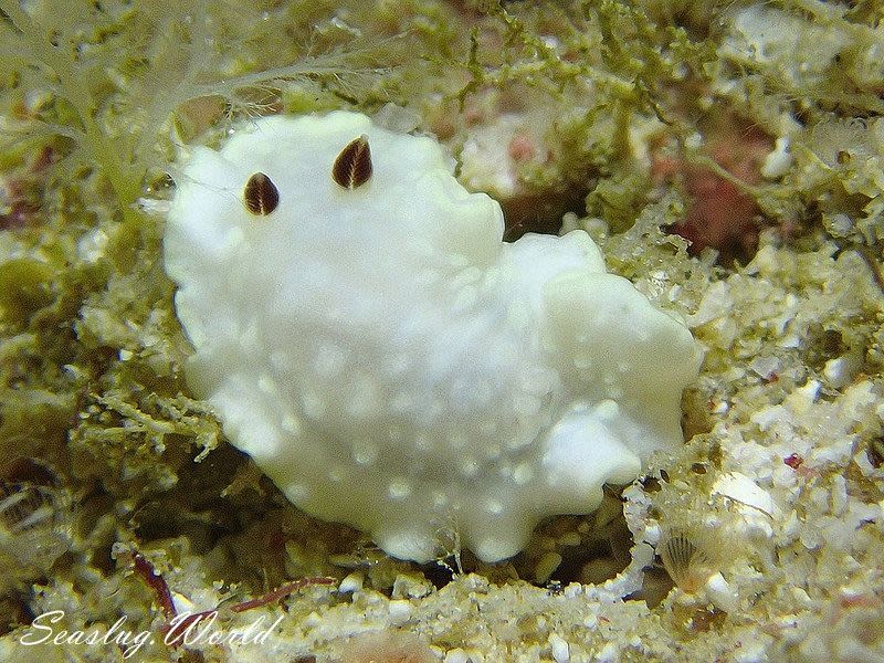 シロシキブイロウミウシ Glossodoris sp. 1