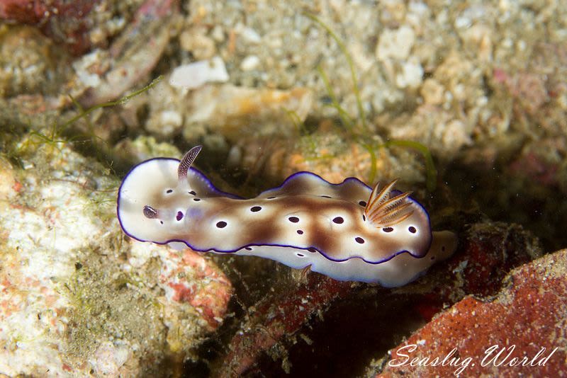 マダライロウミウシ Hypselodoris tryoni