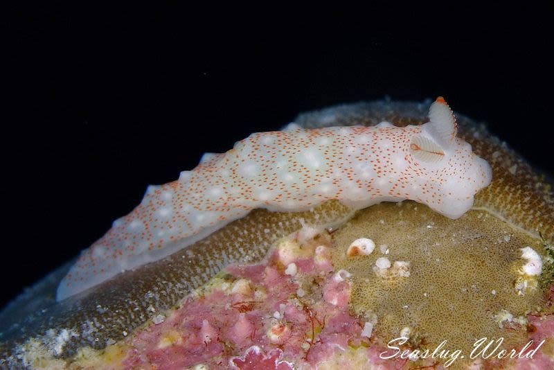 アマミキヌハダウミウシ Gymnodoris sp. 5