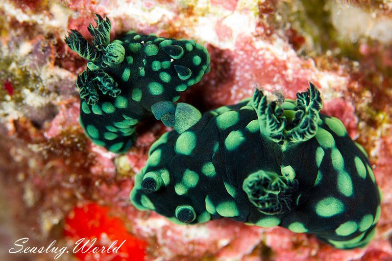 トサカリュウグウウミウシ Nembrotha cristata