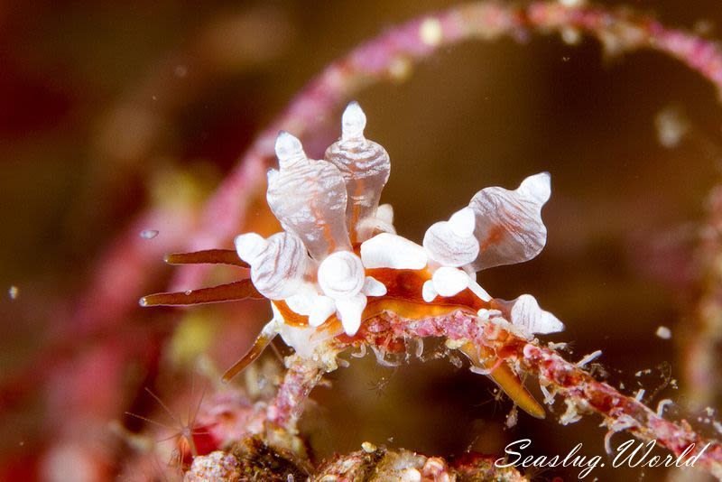 イナバミノウミウシ Eubranchus inabai