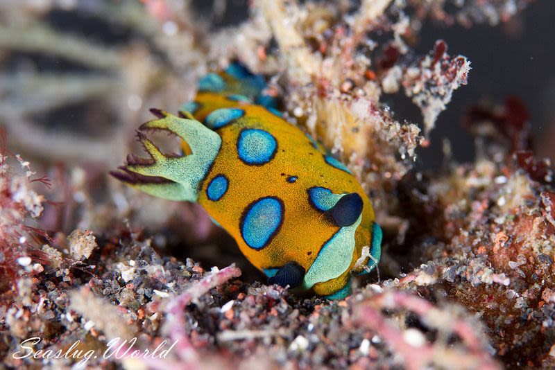 スルガリュウグウウミウシ Tambja pulcherrima