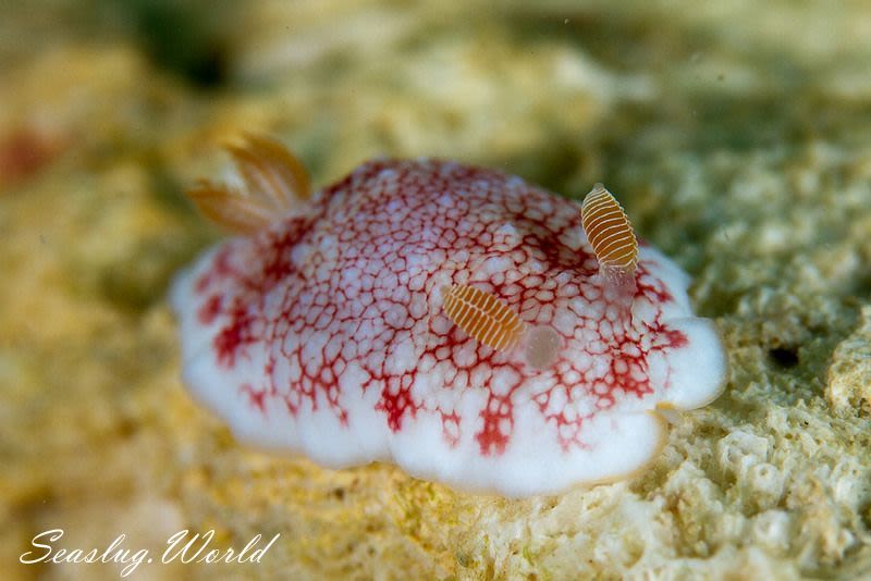 チリメンウミウシ Goniobranchus reticulatus