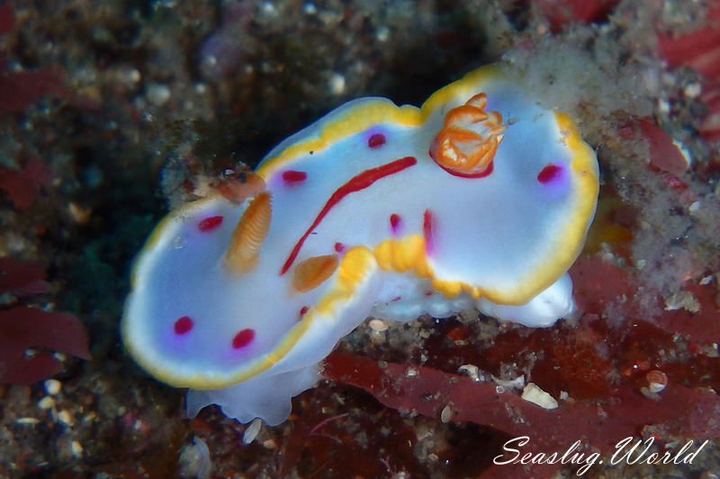 Hypselodoris perii Gosliner & Johnson, 2018
