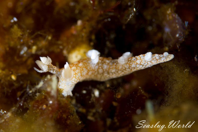 ヤマトユビウミウシ Bornella hermanni