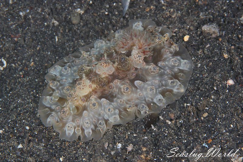 ミヤコウミウシ Dendrodoris krusensternii