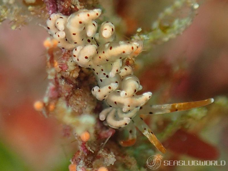 アカボシミノウミウシ Eubranchus echizenicus