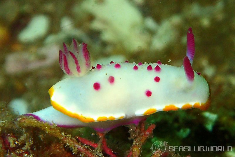 クリヤイロウミウシ Mexichromis mariei