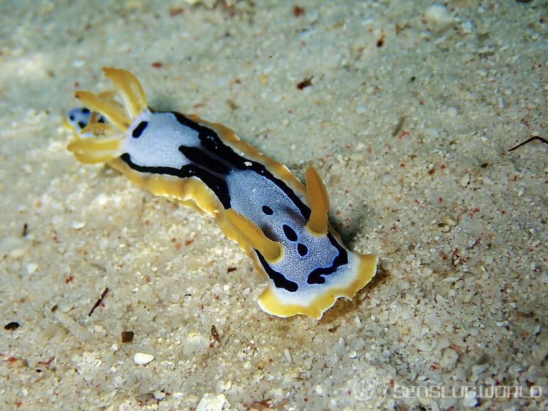 ミカエルイロウミウシ Chromodoris michaeli