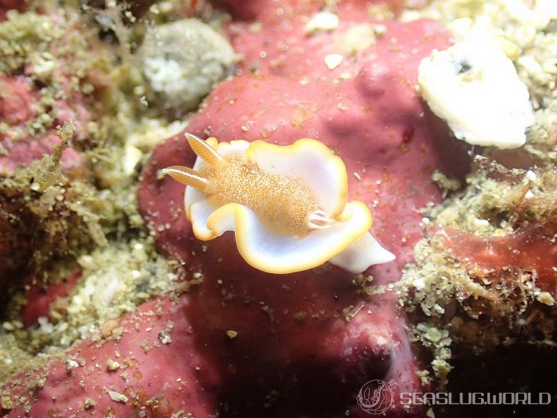 キャラメルウミウシ Glossodoris rufomarginata