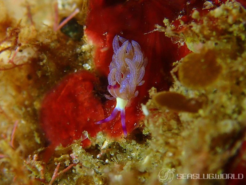 ムカデミノウミウシ Pteraeolidia semperi