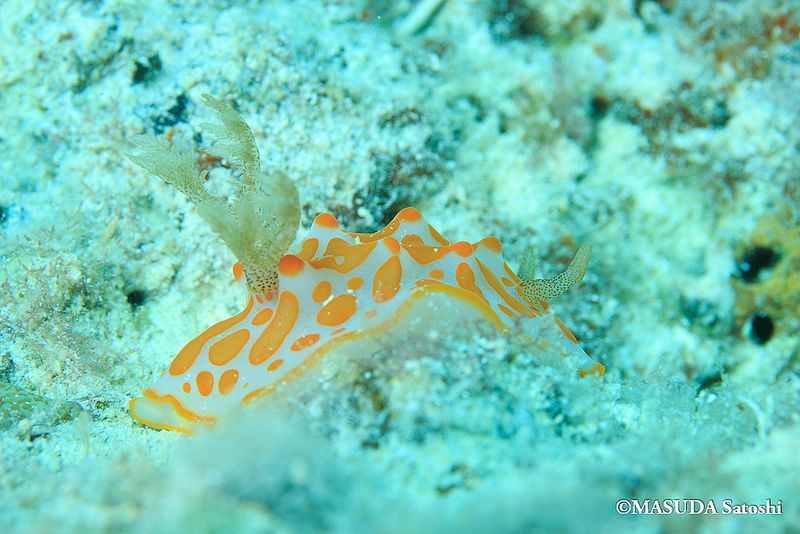 ハルゲルダ・アウランティオマクラータ Halgerda aurantiomaculata