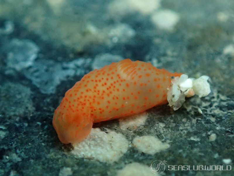 キヌハダウミウシ属の一種 16 Gymnodoris sp.16