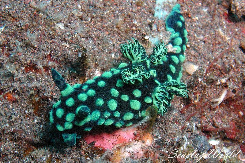 トサカリュウグウウミウシ Nembrotha cristata