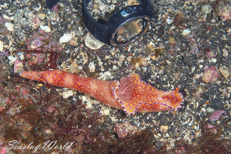 ニシキウミウシ Ceratosoma trilobatum