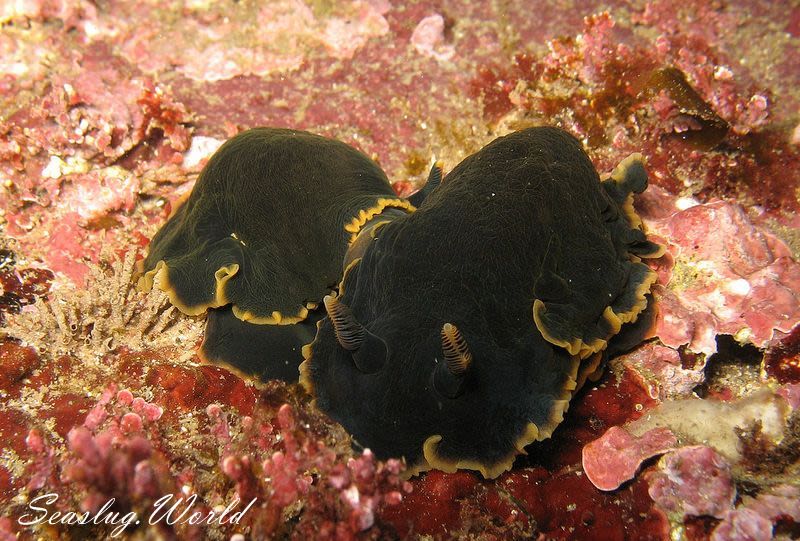 クロシタナシウミウシ Dendrodoris arborescens