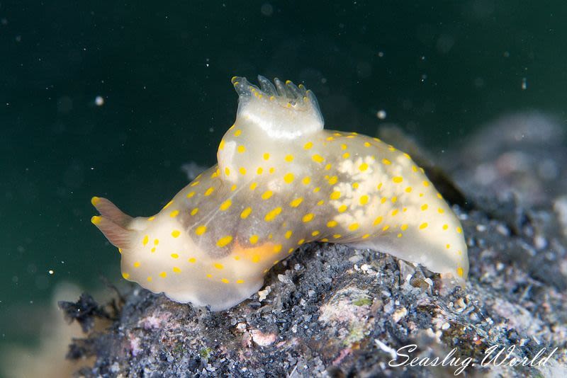 スカシキヌハダウミウシ Gymnodoris sp. 4