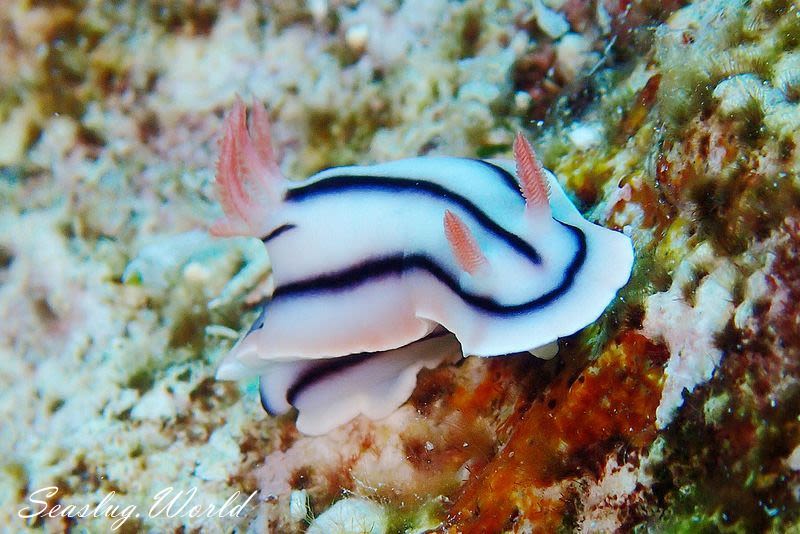 ミスジアオイロウミウシ Chromodoris lochi