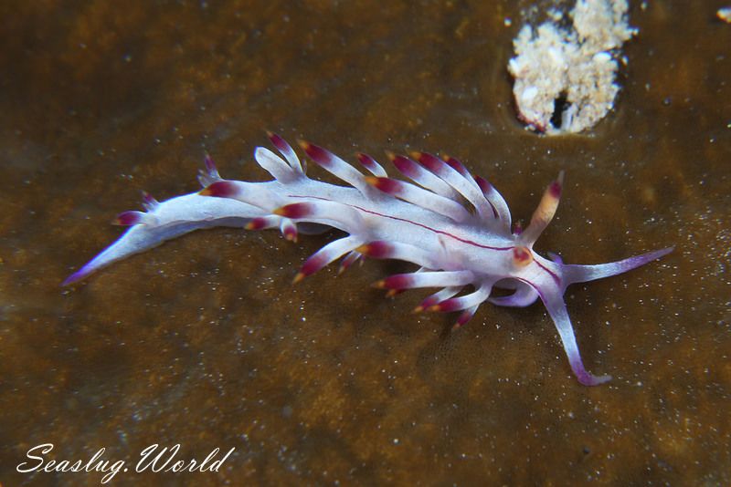 セスジミノウミウシ属の一種 3 Coryphellina sp. 3