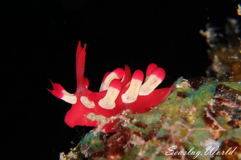 ミナミヒロウミウシ Ceratodoris nakamotoensis