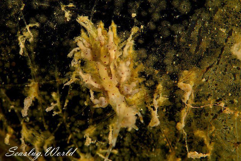 ホシアカリミノウミウシ Eubranchus sp. 5