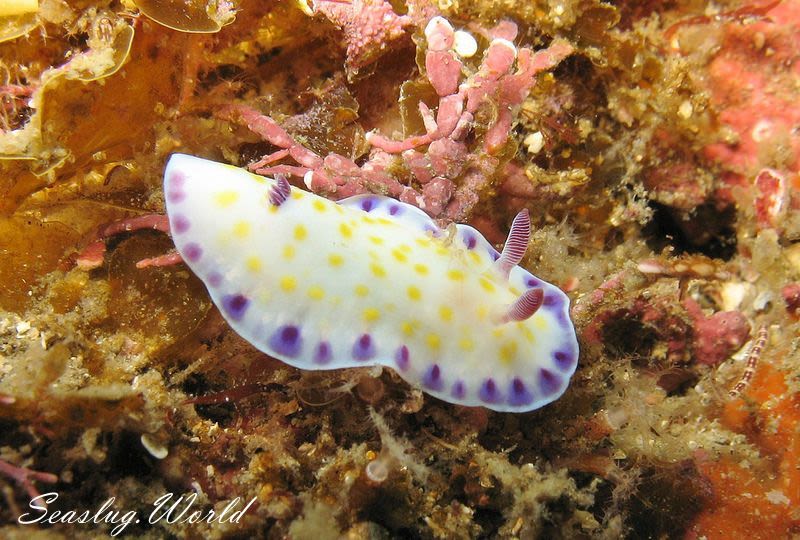 コモンウミウシ Goniobranchus aureopurpureus