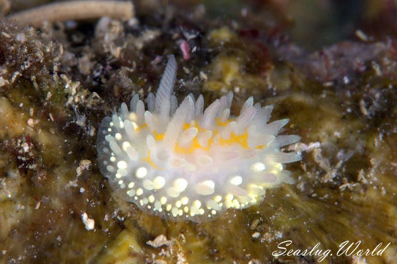 ニセイガグリウミウシ Cadlinella subornatissima