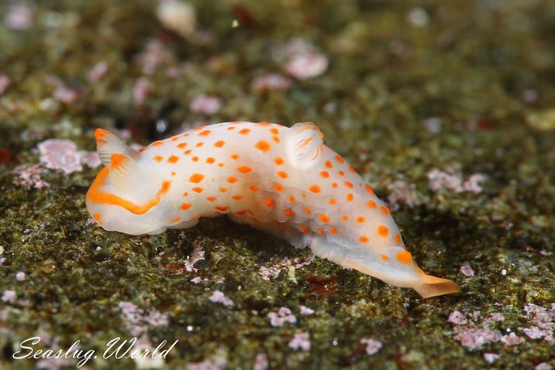 アカボシウミウシ Gymnodoris alba