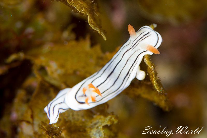 ホンノリイロウミウシ Chromodoris sp. 7