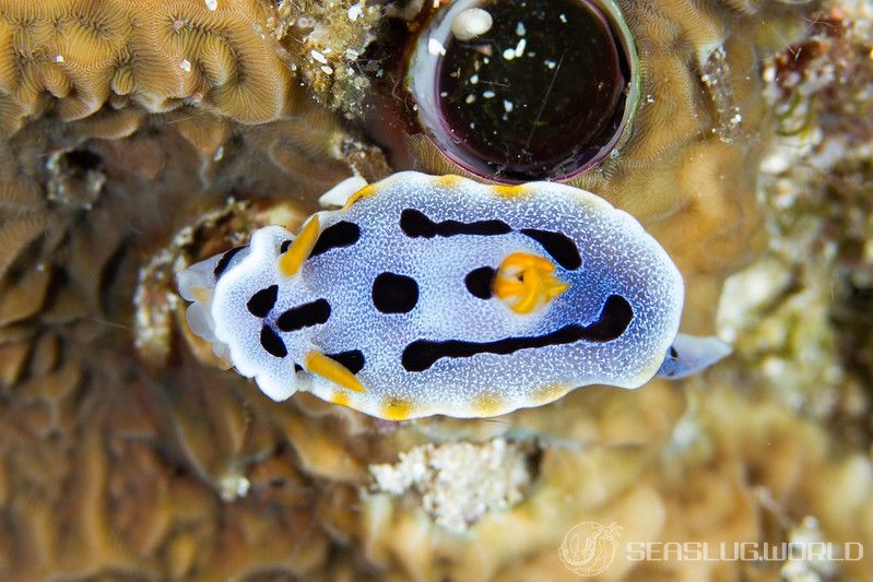 クロモドーリス・ダイアナエ Chromodoris dianae