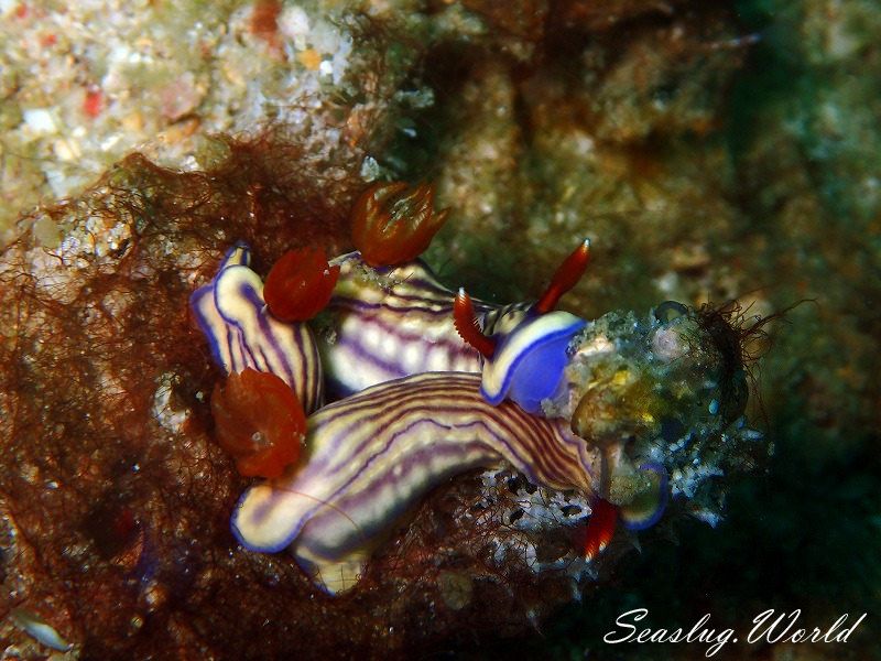 クチナシイロウミウシ Hypselodoris whitei