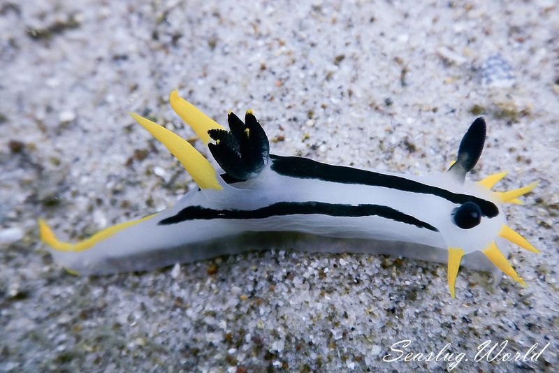 Polycera capensis Quoy & Gaimard, 1824