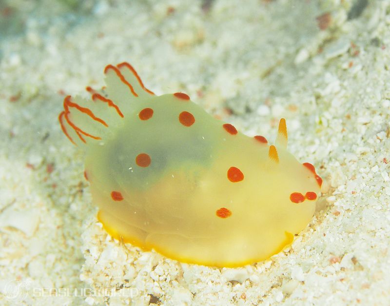 オオエラキヌハダウミウシ Gymnodoris ceylonica