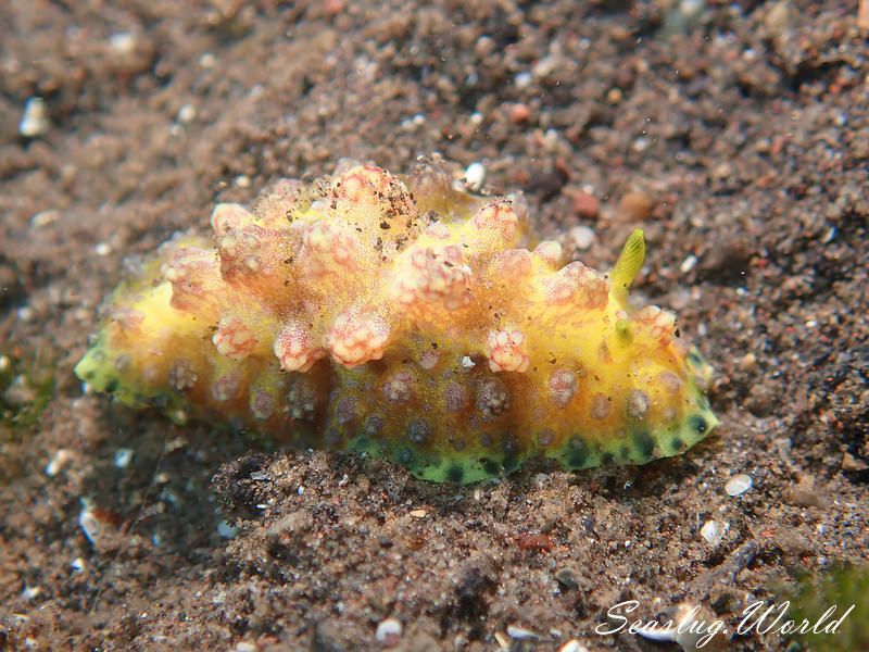 アデヤカイボウミウシ Phyllidiopsis cardinalis