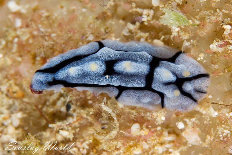 タテヒダイボウミウシ Phyllidia varicosa