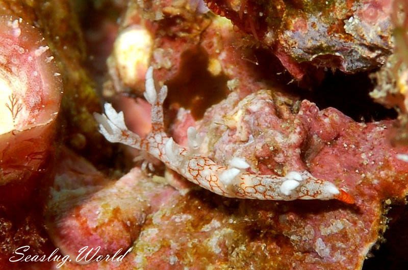 ヤマトユビウミウシ Bornella hermanni