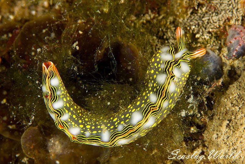 ハナミドリガイ Thuridilla splendens