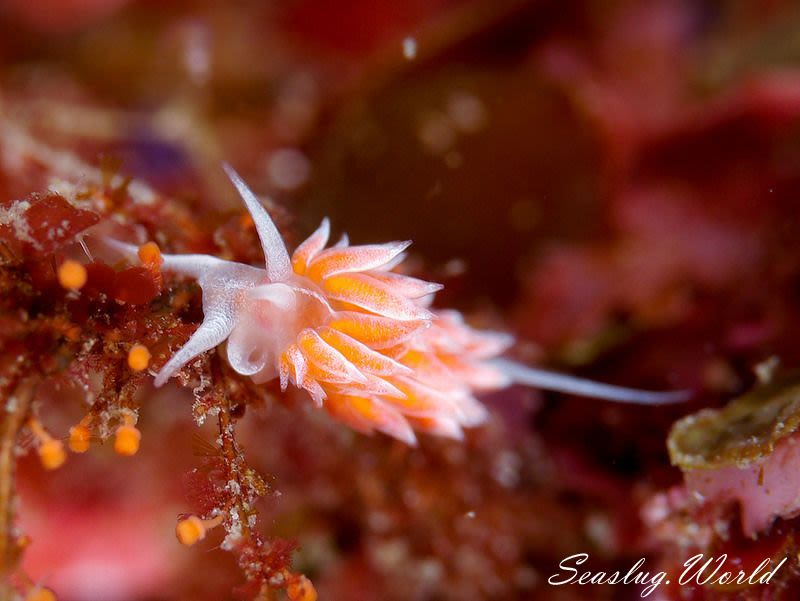 サクラミノウミウシ Sakuraeolis sakuracea