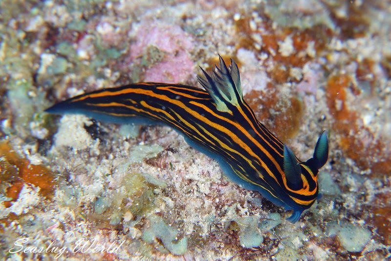 イシガキリュウグウウミウシ Tyrannodoris luteolineata