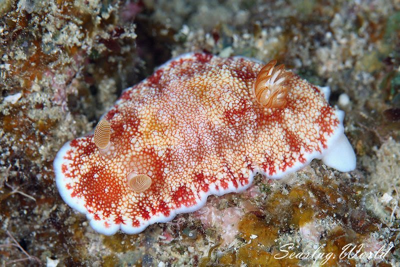 チリメンウミウシ Goniobranchus reticulatus