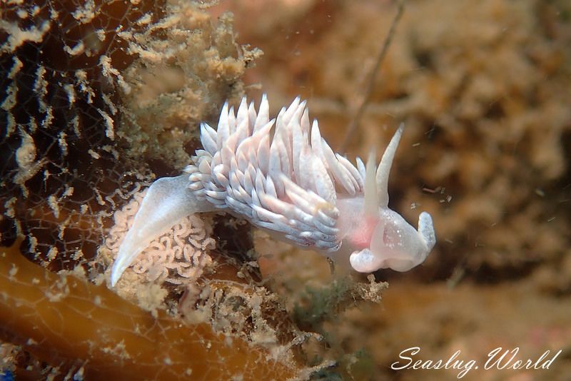 サクラミノウミウシ Sakuraeolis sakuracea