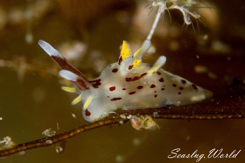 カリヤウミウシ Ancula kariyana