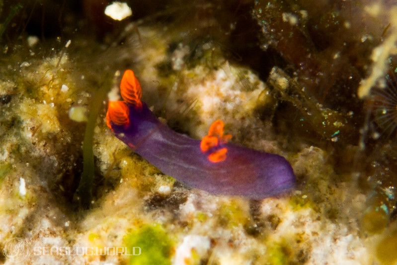 トウモンリュウグウウミウシ Nembrotha livingstonei