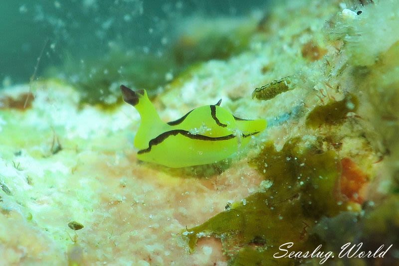 オレンジウミコチョウ Siphopteron brunneomarginatum