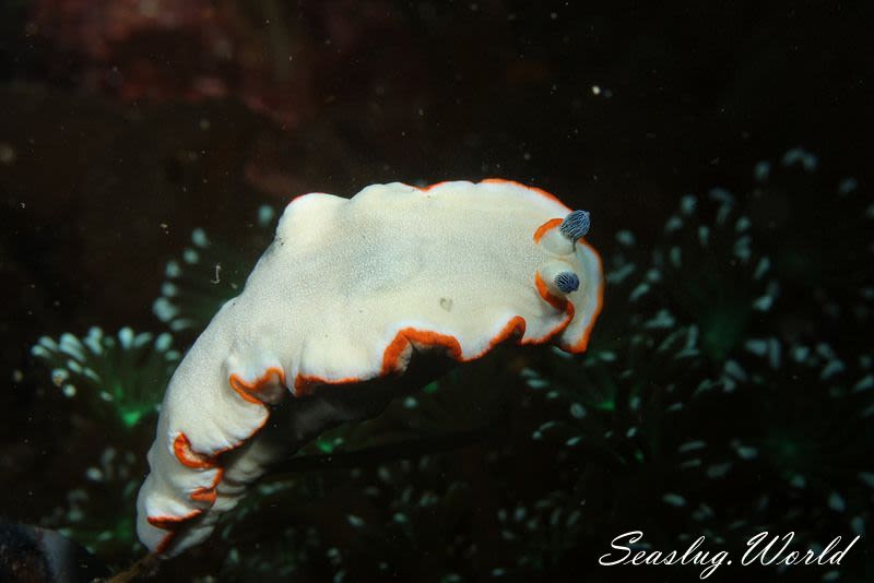 アワシマオトメウミウシ Dermatobranchus albopunctulatus