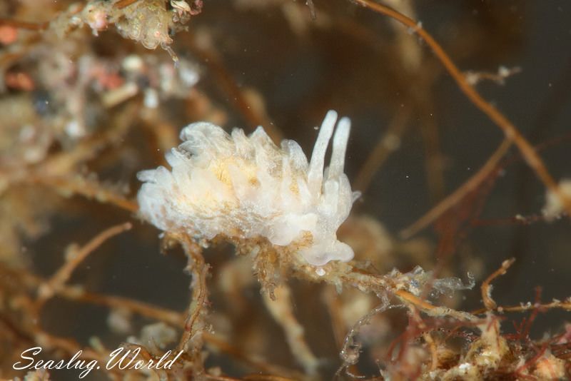 ムツイバラウミウシ Bermudella distincta