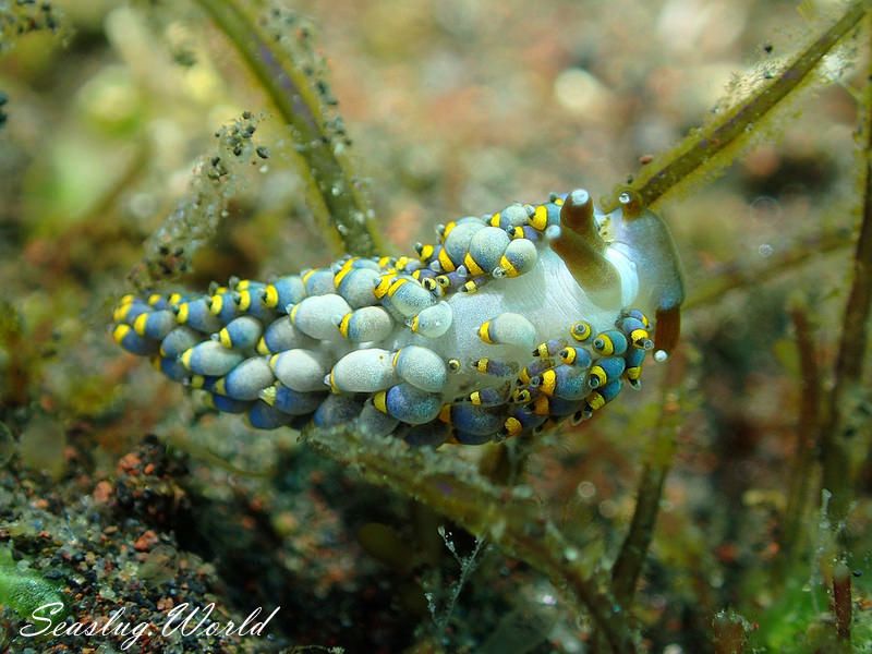 フジエラミノウミウシ属の一種 11 Trinchesia sp.11