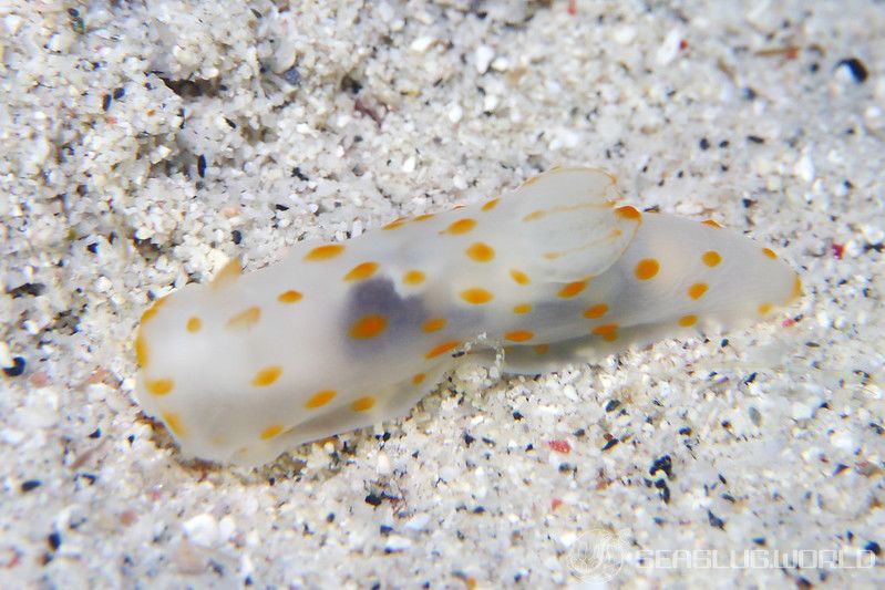 オオエラキヌハダウミウシ Gymnodoris ceylonica