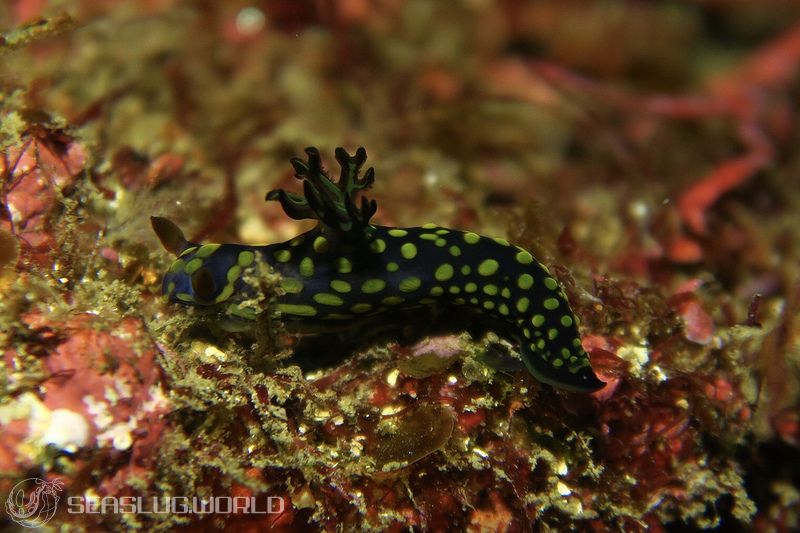 サガミリュウグウウミウシ Tambja sagamiana